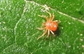 العناكب / القراديات