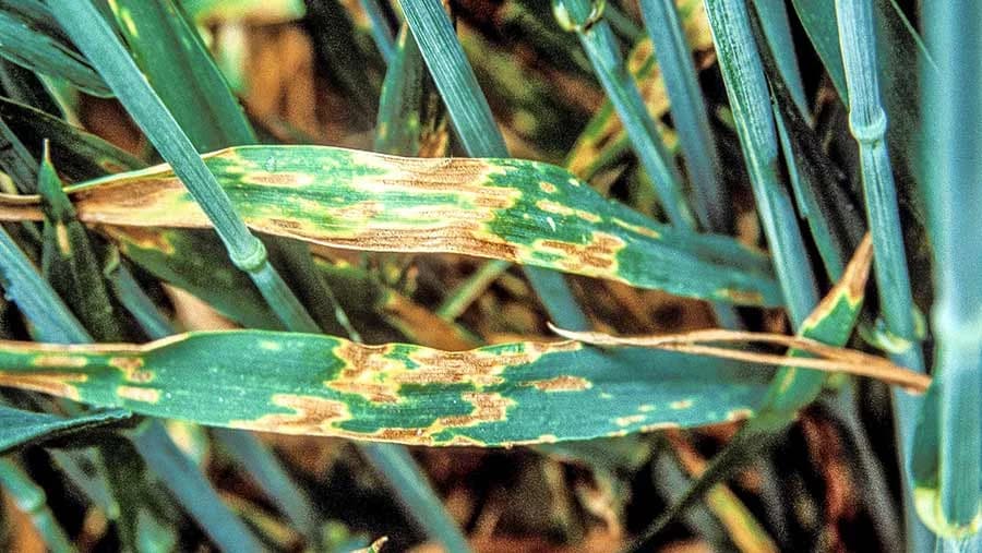 تبقع الأوراق